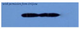 OriGene AM33423PU-N image 1