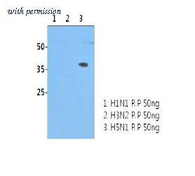 OriGene AM39074PU-N image 1
