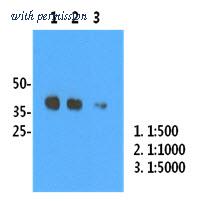 OriGene AM39075PU-N image 1