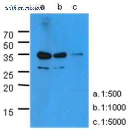 OriGene AM50013PU-N image 1