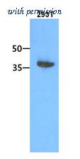 OriGene AM50031PU-S image 1