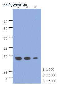 OriGene AM50033PU-S image 1