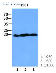 OriGene AM50047PU-S image 1