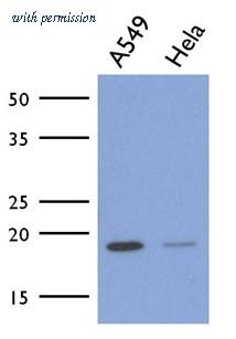 OriGene AM50048PU-S image 1