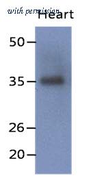 OriGene AM50079PU-N image 1