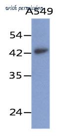OriGene AM50080PU-S image 1