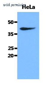 OriGene AM50081PU-N image 1