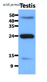OriGene AM50091PU-S image 1