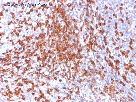 OriGene AM50194PU-S image 1