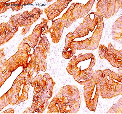 OriGene AM50198PU-T image 1