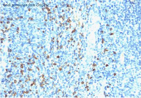 OriGene AM50288PU-T image 1