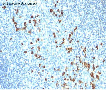 OriGene AM50289PU-T image 1