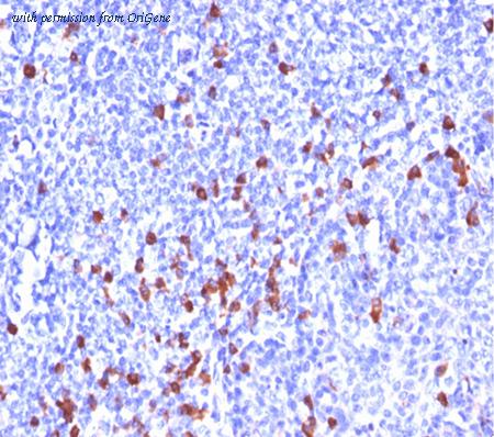OriGene AM50290PU-S image 1