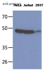 OriGene AM50347PU-S image 1