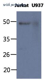 OriGene AM50348PU-N image 1