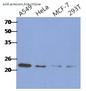 OriGene AM50351PU-N image 1