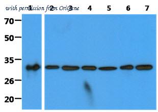 OriGene AM50354PU-N image 1