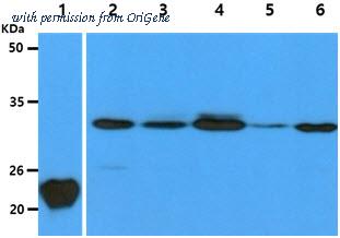 OriGene AM50627PU-N image 1