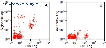 OriGene AM60044RP-N image 1