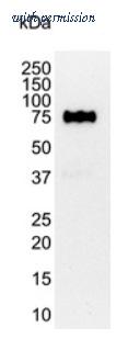 OriGene BM2431P image 1
