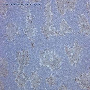 OriGene BM4000S image 1