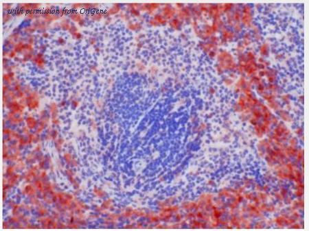 OriGene BM4004 image 1