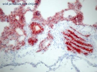 OriGene BM4005 image 1