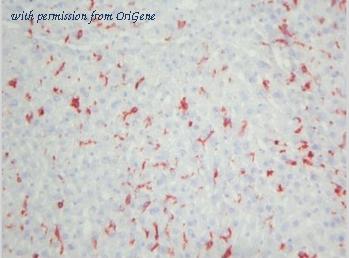 OriGene BM4007 image 1