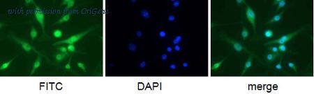 OriGene BM4007B image 1