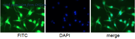 OriGene BM4008APC image 1