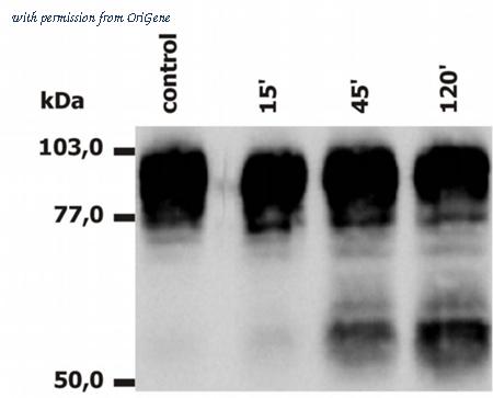 OriGene BM4031S image 1