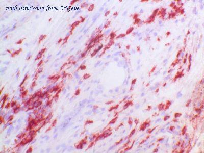 OriGene BM4037B image 1