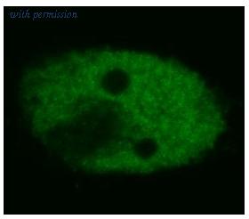 OriGene BM4079F image 1