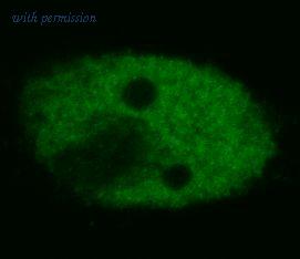 OriGene BM4079S image 1