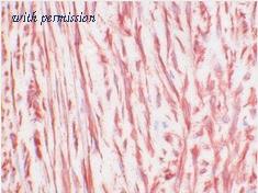 OriGene BM4099 image 1