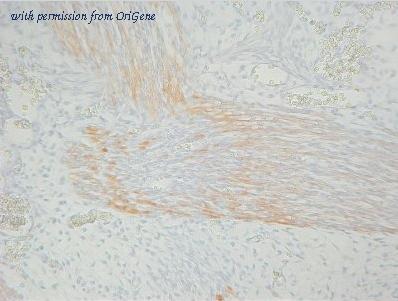 OriGene BM4103 image 1