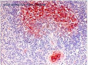 OriGene BM4108 image 1