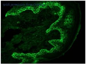 OriGene BM5048P image 1