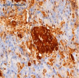 OriGene BM508 image 1