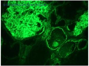 OriGene BM6022P image 1