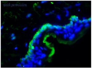 OriGene BM6023P image 1