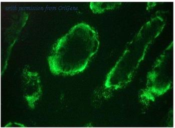 OriGene BM6024P image 1
