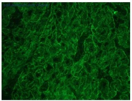 OriGene BM6028P image 1