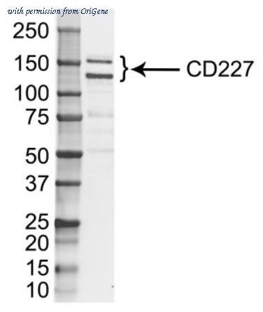 OriGene BM618 image 1