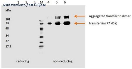 OriGene BM745LE image 1