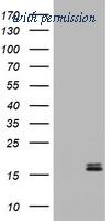 OriGene CF190010 image 1