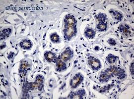 OriGene CF190083 image 1