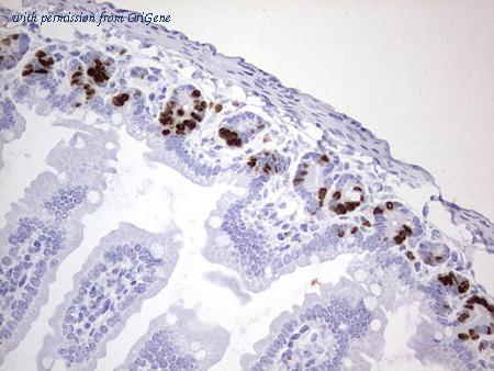 OriGene CF190095 image 1