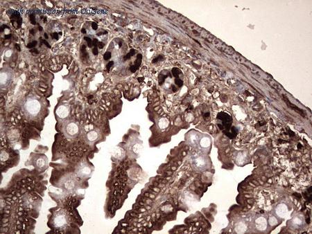 OriGene CF190102 image 1