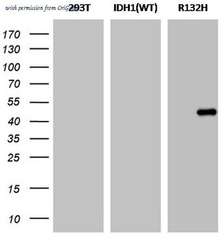 OriGene CF190113 image 1